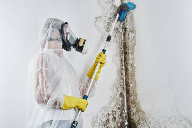 Trusted Alamogordo, NM Mold Removal Experts