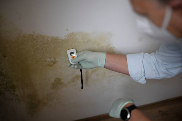 Best Residential Mold Removal  in Alamogordo, NM