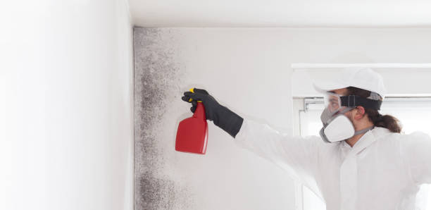 Attic Mold Removal in Alamogordo, NM